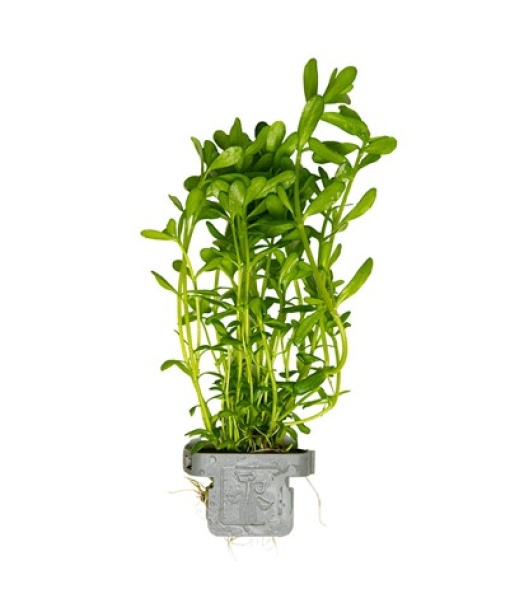 Bacopa monnieri 'Compact' clips