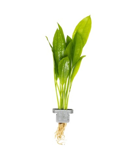 Echinodorus grisebachii 'Bleherae' clips