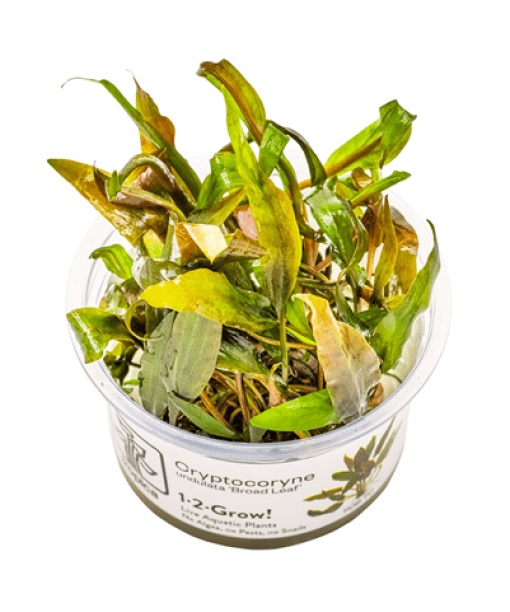 In-vitro Cryptocoryne undulata 'Broad Leaf'