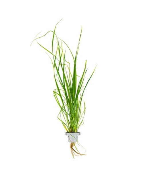 Cyperus helferi clips
