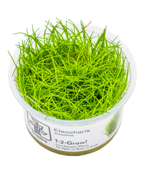 In-vitro Eleocharis acicularis