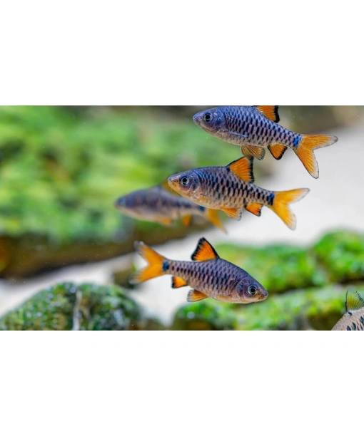 capoeta oligolepis - checkered barbe