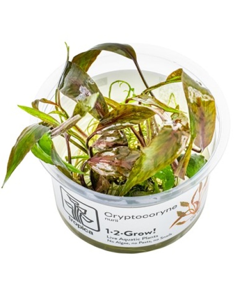 In-vitro Cryptocoryne nurii
