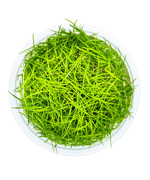 In-vitro Eleocharis acicularis