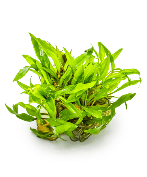 In-vitro Cryptocoryne parva