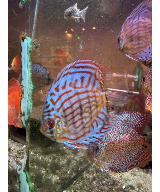 Discus Super brilliant Turquise 8-10 cm