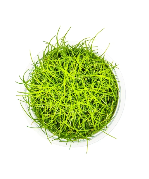 In-vitro Eleocharis pusilla 'Mini'