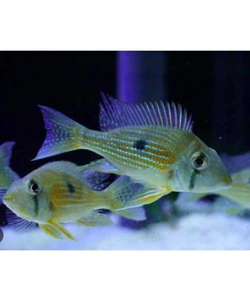 geophagus taeniopareius  3-4 cm +/-