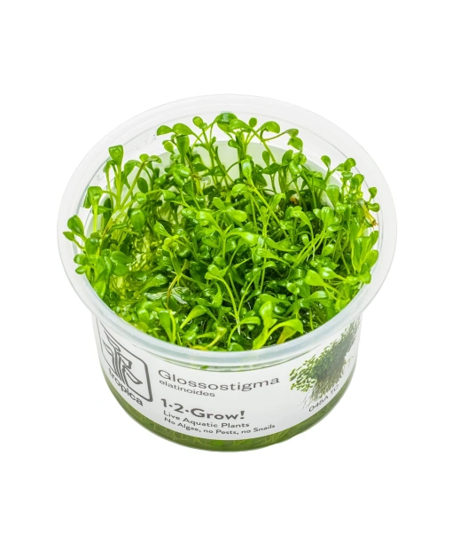 In-vitro Glossostigma elatinoides