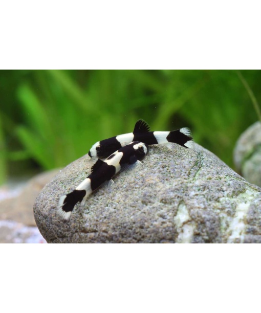 Yaoshania pachychilus - panda smerling