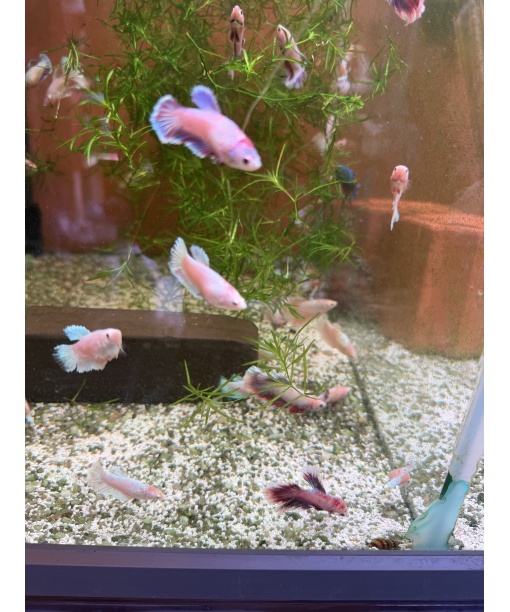 Kampfisk Dansk opdræt mix