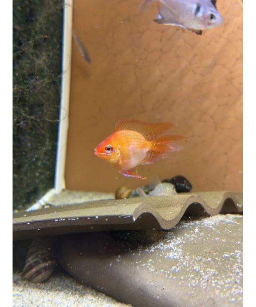 Sommerfuglecichlide Mikrogeophagus ramirezi Gold longfinn Ballon