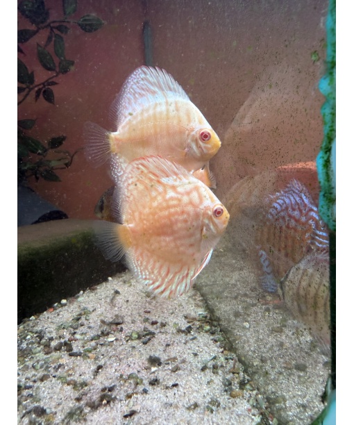 Discus Albino Golden Tiger 6-8 cm