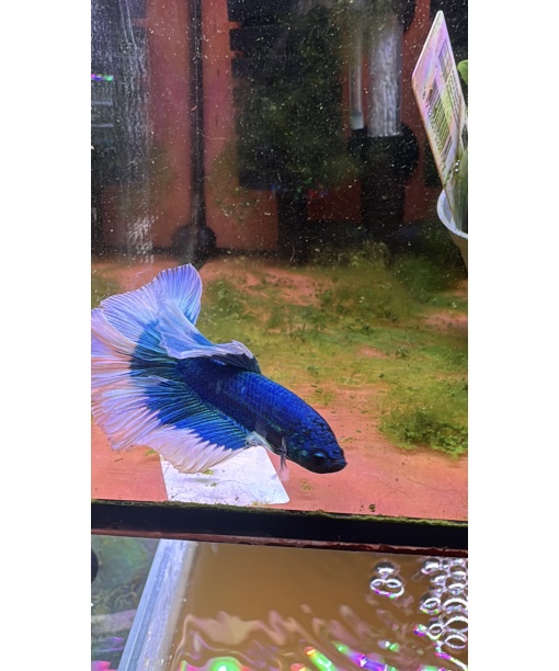 Kampfisk Han green butterfly halfmoon  1 stk