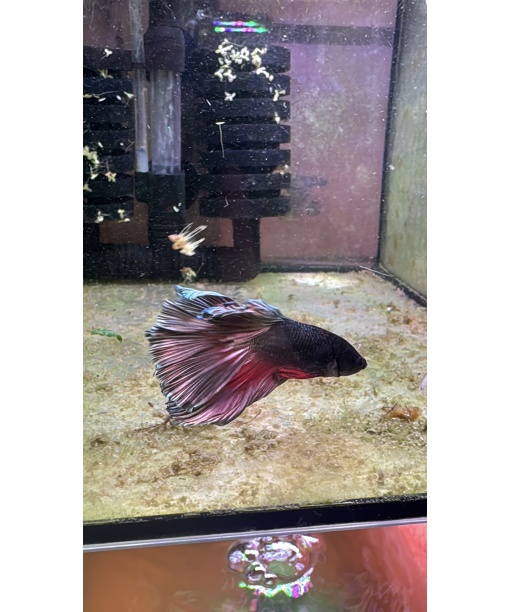 Kampfisk Han Copper halfmoon 1 stk