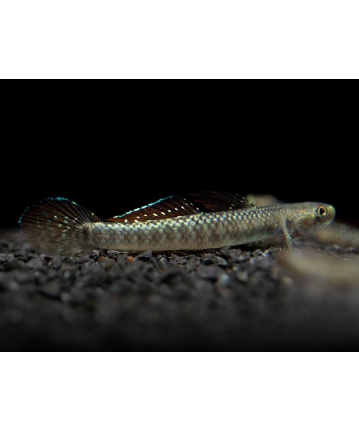 stiphodon pelewensis - Palauan Riffle Goby