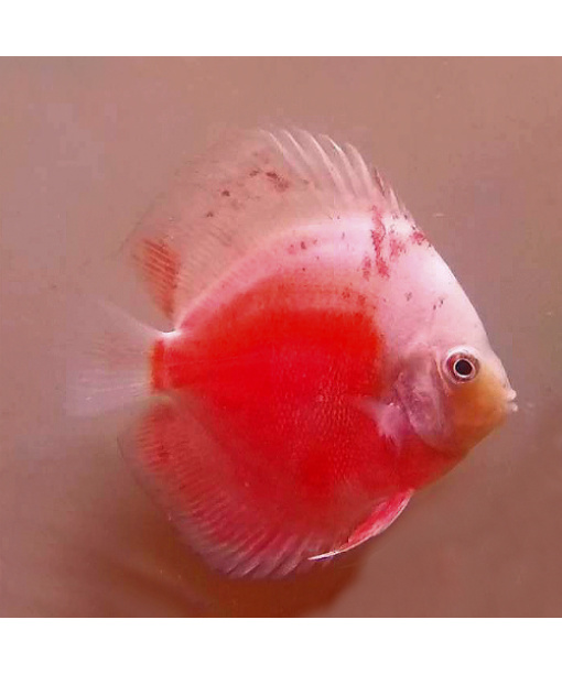 Discus Red valentine 6-8 cm