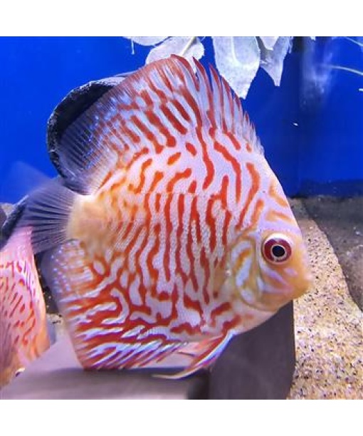 Discus White tiger 6-8 cm