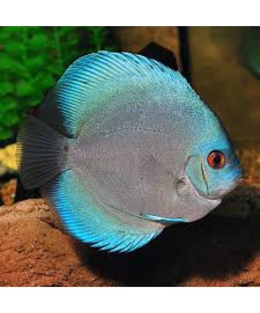 Discus Blue diamond 8-10 cm