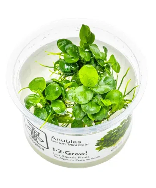 In-vitro Anubias barteri 'Mini Coin'