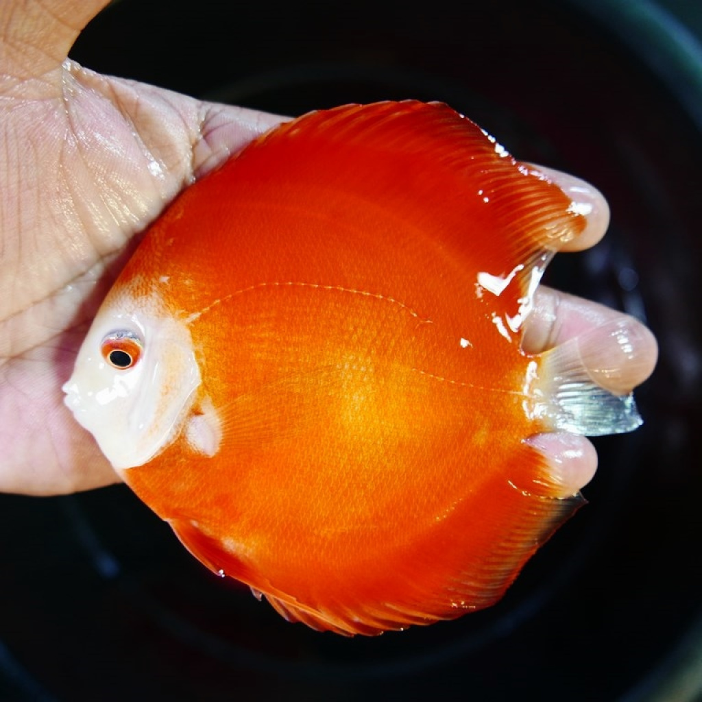 Discus Super Red Diamond 6-8 cm - Aquatantan.dk