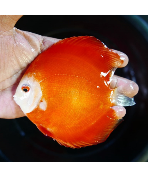 Discus Super Red Diamond 6-8 cm