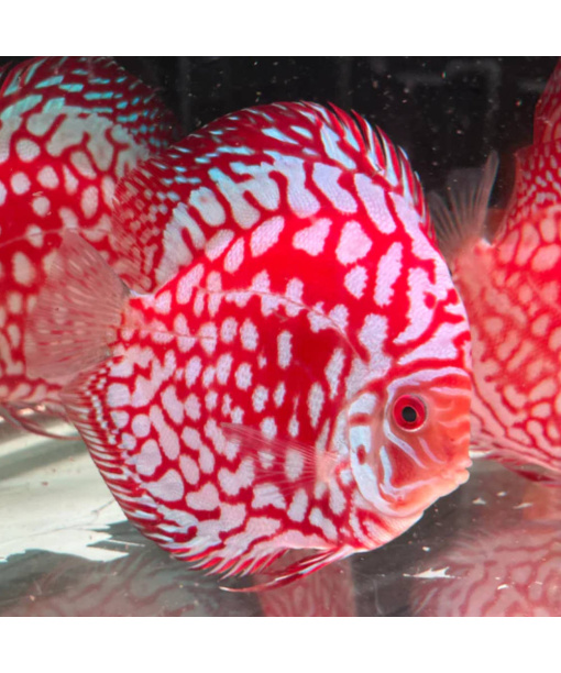 Discus Red map/Chekkerbord 6-8 cm
