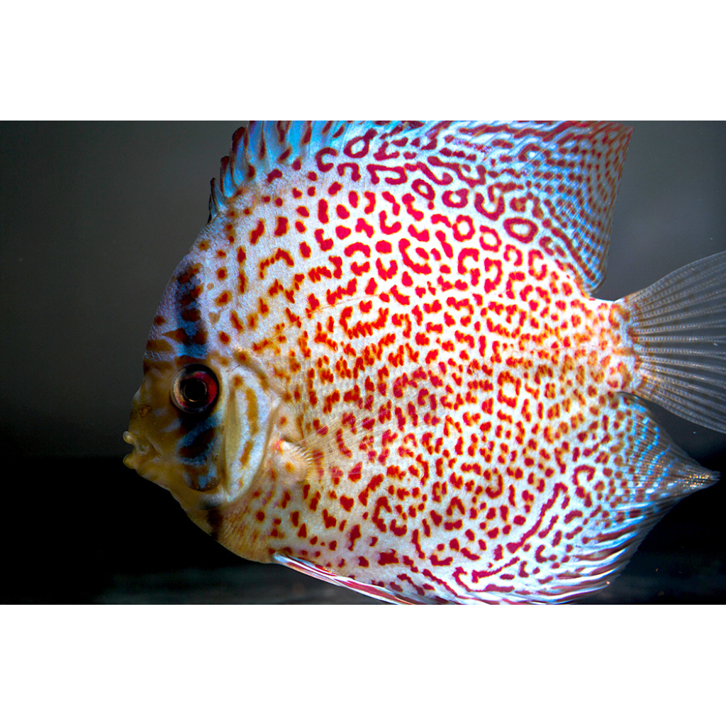 Discus Inset Ring Discus Ring/spottede leopard 8-10 cm - Aquatantan.dk