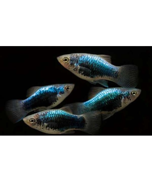 Xip maculatus Blue tuxedo 1 stk