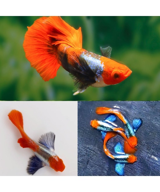 guppy dumbo koi toxuido 1 stk