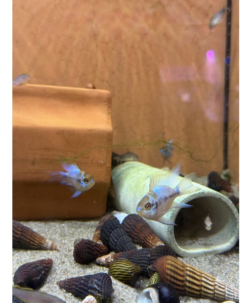 Sommerfuglecichlide Mikrogeophagus ramirezi eletric blue ballon longfinn 1 stk