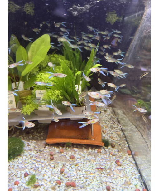 guppy endler lyretail 1 stk