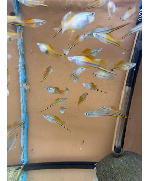 xiphophorus helleri sværdrager neon 1 stk