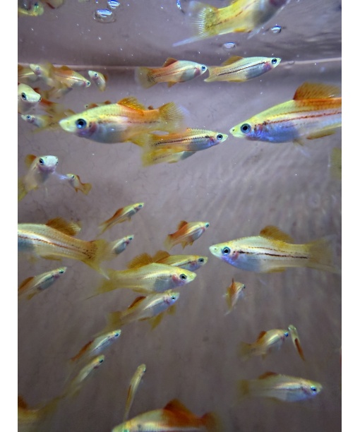 xiphophorus helleri sværdrager pineapple 1 stk