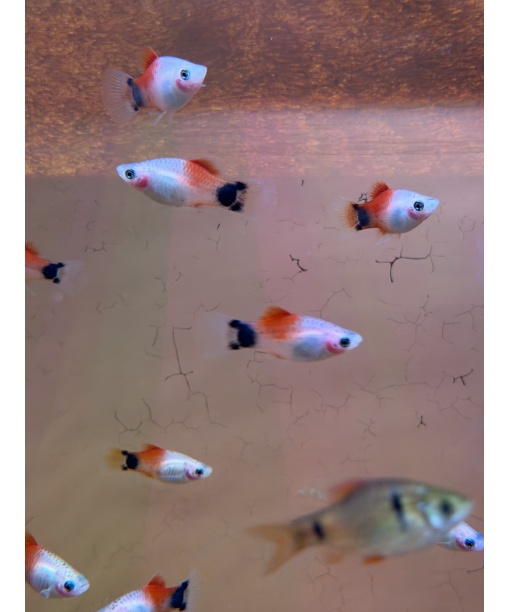 Xip maculatus Red top Mickey mouse 1 stk