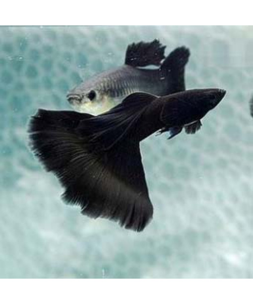 guppy jet black par (han/hun)