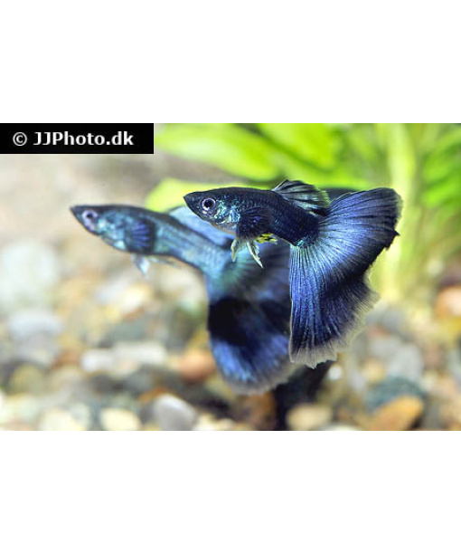 Guppy blue moscow 1 stk