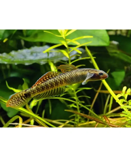Stiphodon ornatus  rainbow Goby