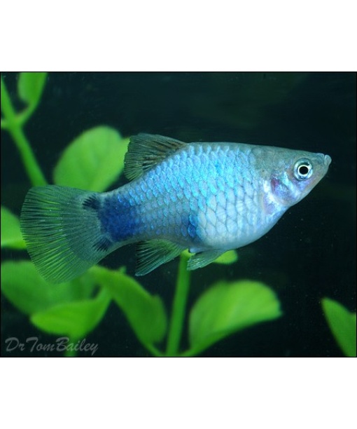 Xip maculatus Blue Mickey mouse  1 stk
