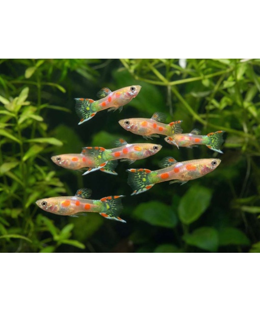 Poecilla wingei - Endlers calico 1 stk