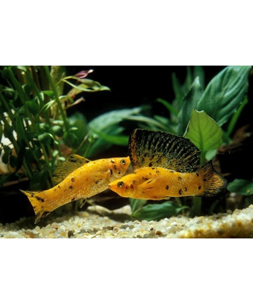 Poecilia latipinna –  molly golden leopard 1 stk