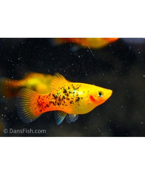 Xip maculatus Golden calico 1 stk