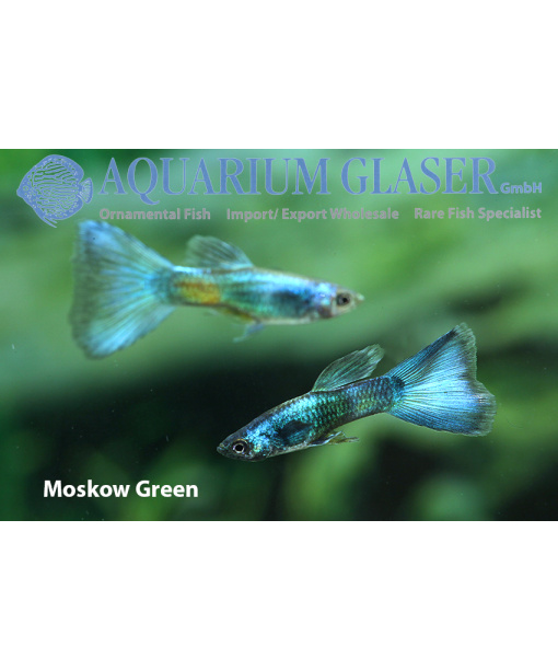 guppy moscow green 1 stk