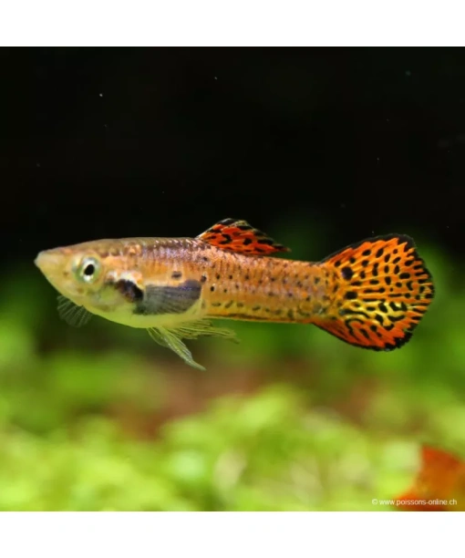 Poecilla wingei - Endlers pink cobra 1 stk