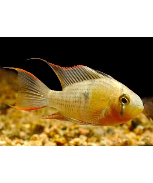 Boliviansk sommerfuglecichlide - Mikrogeophagus altispinosa 1 stk