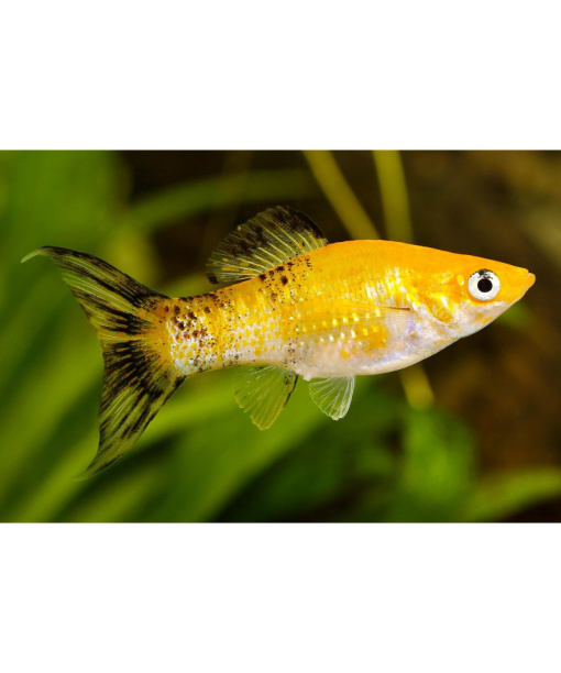 Poecilia latipinna –  molly velvet gold 1 stk