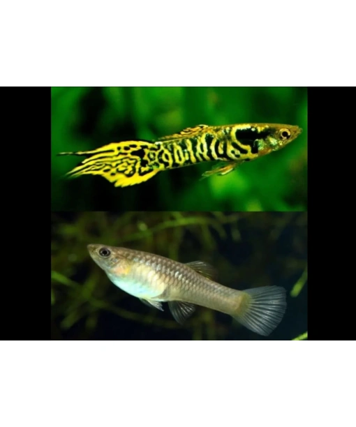 Poecilla wingei - Endlers yellow tiger 1 stk