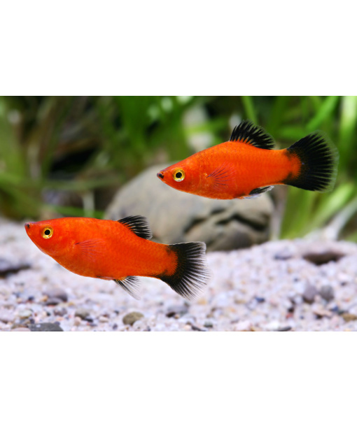 Xip maculatus Red wagtail 1 stk