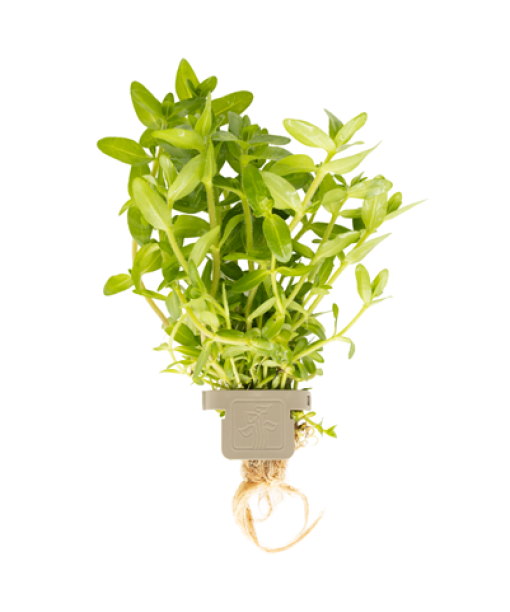Bacopa caroliniana clips 1 stk