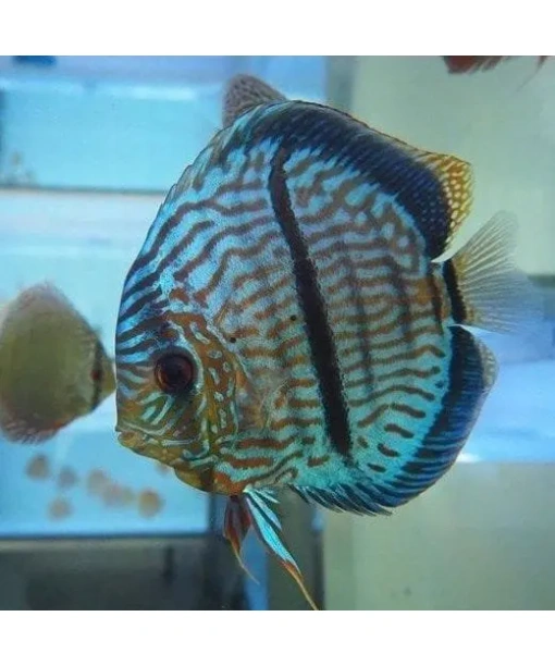 Discus heckel cross 6-8 cm